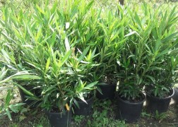 Nerium oleander Giallo / Leander sárga